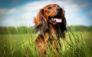 5 grunde til, at det er værd at adoptere en hund