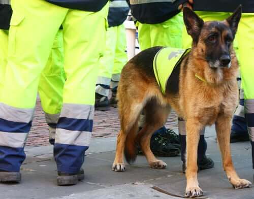 Spaniens bedste livredderhund går bort