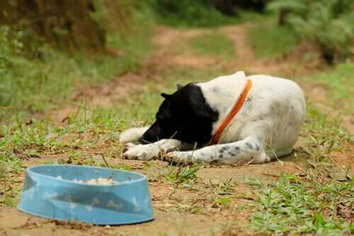 Hvilke dyr kan lide af anoreksi?