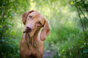 Det er vigtigt at kende din hunds blodtype