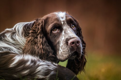 Sådan lindres hikke hos hunde