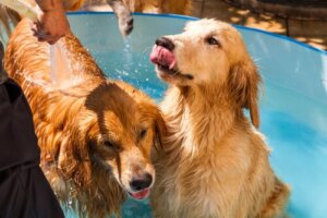 Dufte og parfumer til hunde: Godt eller skidt?