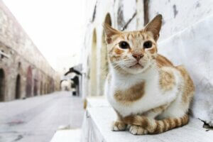 Katte forsvinder oftere end hunde