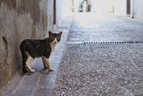 Hvorfor forsvinder katte lettere end hunde?