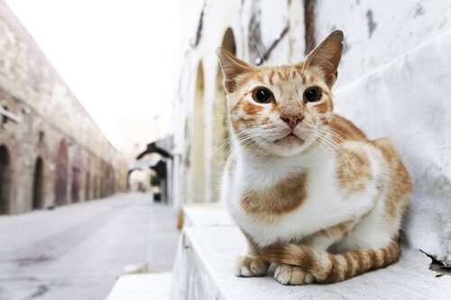 Katte forsvinder oftere end hunde