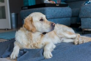 Lær om reproduktion hos hunde