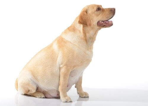 Generelt er der fire faser af reproduktion hos hunde