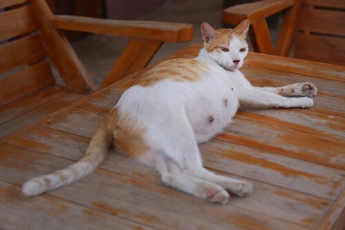 Gravid kat: Symptomer, ændringer og fødselsprocessen