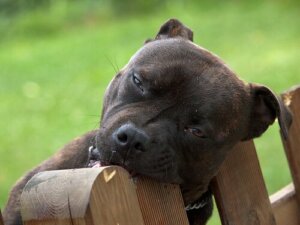 Hund tygger i alting