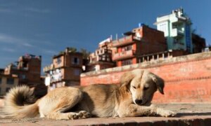 Forurening er skadeligt for hunde