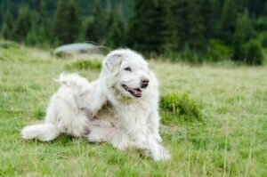 De mest almindelige parasitter hos hunde