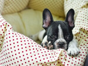 Hvad man skal gøre, hvis hunde urinerer i sengen