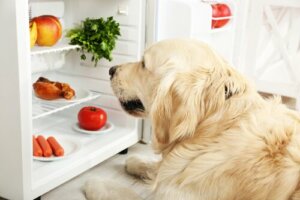 Sådan kan du afgøre, om din hund er tyk eller tynd