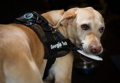 Hund med speciel vest