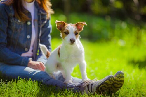 Hund sidder på kvindes skød udenfor