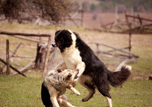 Eksempel på hundekampe