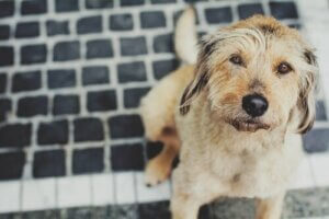 Sådan kan du beskytte en hund mod influenza