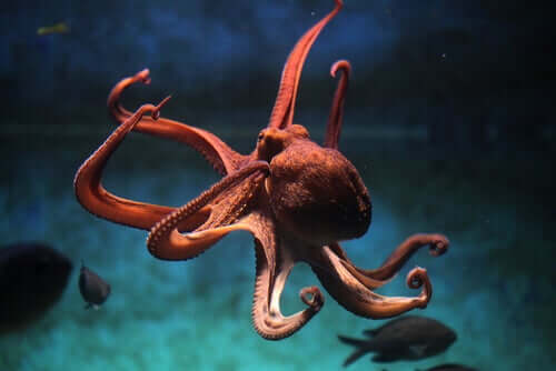Blæksprutte svømmer blandt fisk
