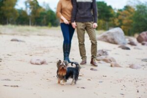 Grunde til, at min hund er jaloux på min kæreste