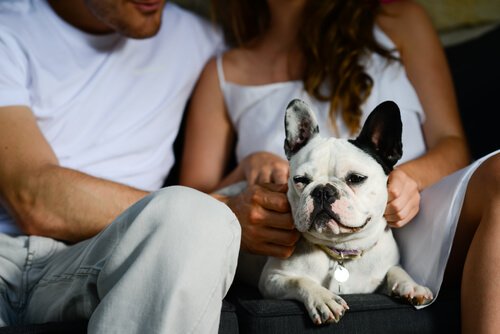par kæler med deres hund