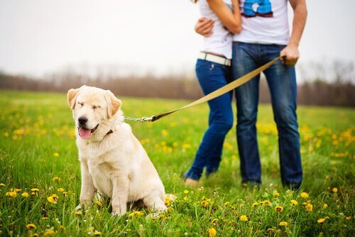 par går tur med hund