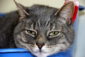 Lær mere om disse 9 almindelige kattesygdomme