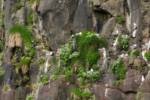 Dyreetologi og måger