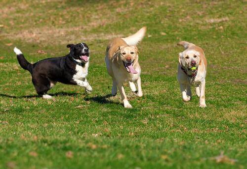 Tænk på dette, inden du tager din hund med i parken