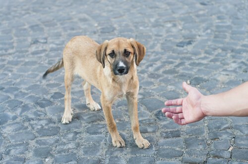 Person, der rækker ud efter gadehund