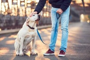Petsitter: 6 regler for at passe andres dyr