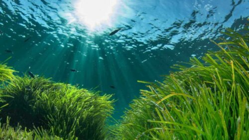 Posidonia Oceanica marine reservater