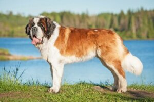 Sankt Bernhardshund: En naturlig beskytter