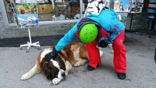 Hund med person i by