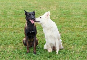 10 tips til at håndtere overdreven seksuel adfærd hos hunde