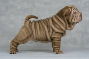 Derfor har Shar Pei hunde så mange rynker
