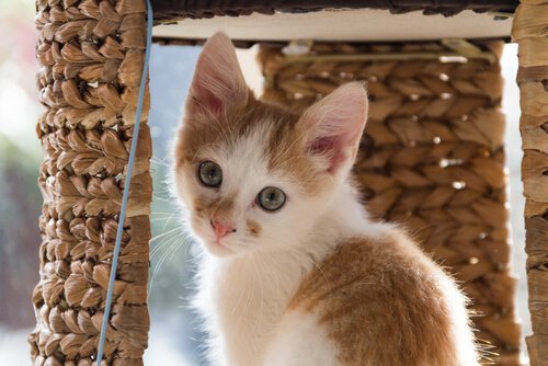 Killing med et kradsetræ