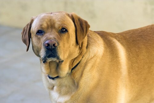 En hund er overvægtig