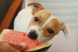 Kan en hund være vegetar?