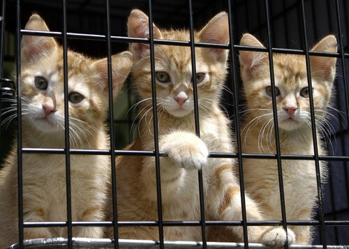 Efterladte kattes liv ændret efter velgørenhed
