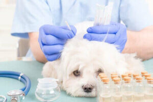 Alt om at bruge akupunktur til hunde
