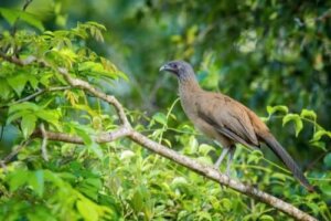 Venezuela-chachalaca: En fugl i troperne