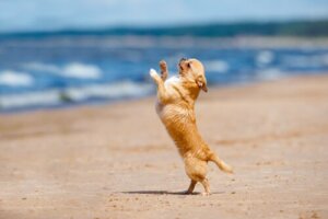 Har du hørt om dansende hunde?