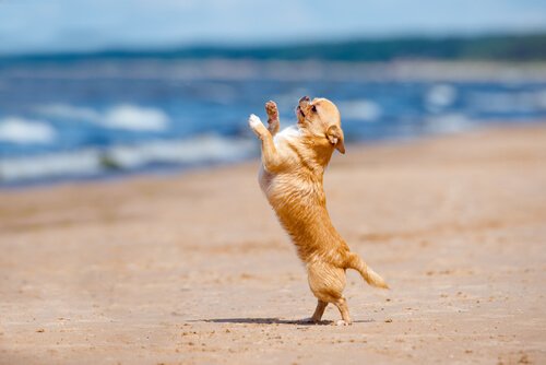 Har du hørt om dansende hunde?