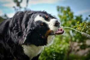 Grunde til, at en hund drikker voldsomt meget