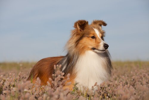 Hund ude i det fri