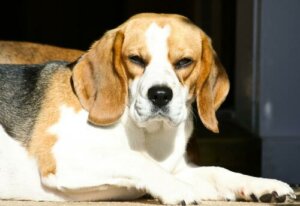 Findes der gnavne hunde?