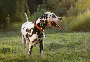 Hunde logrer med halen, når de er kede af det