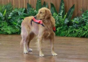 Hunden, Happy, spreder glæde overalt, hvor den kommer