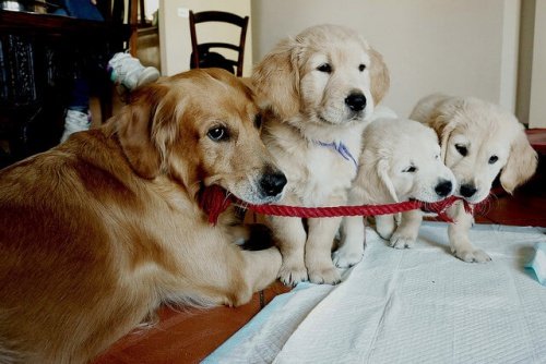 Golden retriever med hvalpe