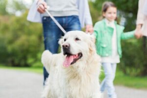 10 ting, hunde gør betingelsesløst